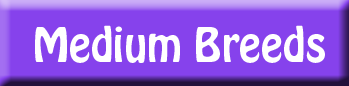 medium dog breeds